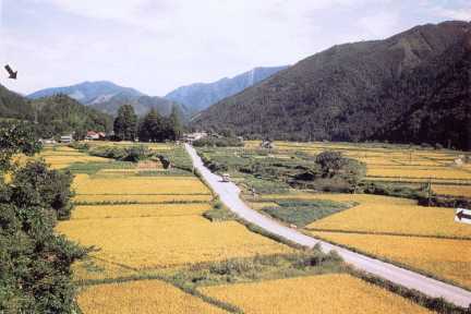 岡田1969