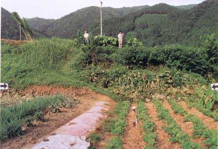 断層崖横ずれ (1991) 