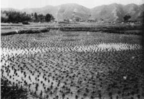 大森 / 田の凹凸