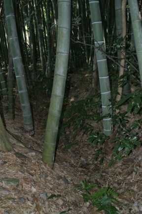 竹やぶ (2002) 