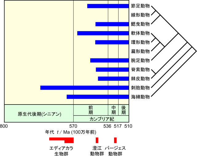 多細胞生物の出現時期と系統。