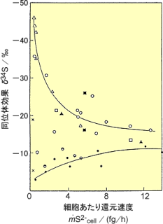 硫酸還元細菌デスルフォヴィブリオ(Desulfovibrio desulfuricans)の休止セルによる硫酸還元速度と同位体効果の関係。