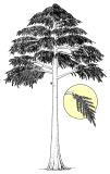 アルケオプテリス (Archaeopteris)
