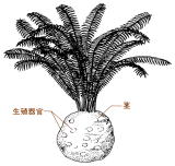 キカデオイデア (Cycadeoidea)