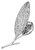 グロッソプテリス (Glossopteris)