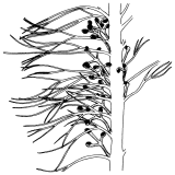 トリコピティス (Trichopitys)