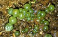 フウセンモ (Botrydium) 写真