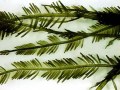 オオハネモ (Bryopsis maxima) 写真