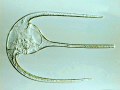 セラティウム (Ceratium) 光学顕微鏡写真