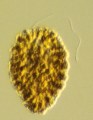 シャトネラ (Chattonella) 光学顕微鏡写真