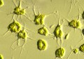 クロララクニオン (Chlorarachnion) 光学顕微鏡写真