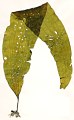 スジメ (Costaria costata) 写真