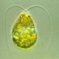 デュナリエラ (Dunaliella) 光学顕微鏡写真