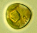 ユースティグマトス (Eustigmatos) 光学顕微鏡写真