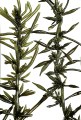ヒジキ (Hizikia fusiformis) 写真