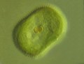 メソスティグマ (Mesostigma) 光学顕微鏡写真