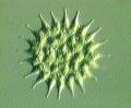 クンショウモ (Pediastrum) 光学顕微鏡写真