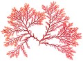 ユカリ (Procamium telfaiae) 写真