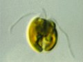 プリムネシウム (Prymnesium) 光学顕微鏡写真