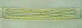 アオミドロ (Spirogyra) 光学顕微鏡写真