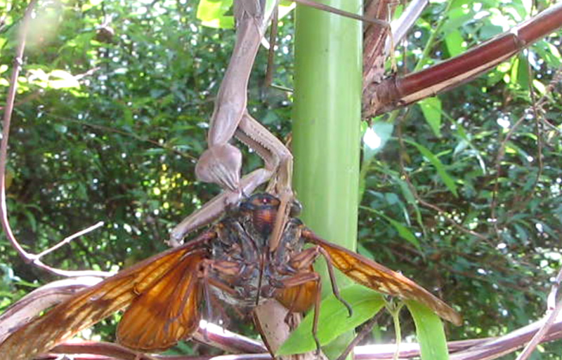 カマキリ、セミを食べる