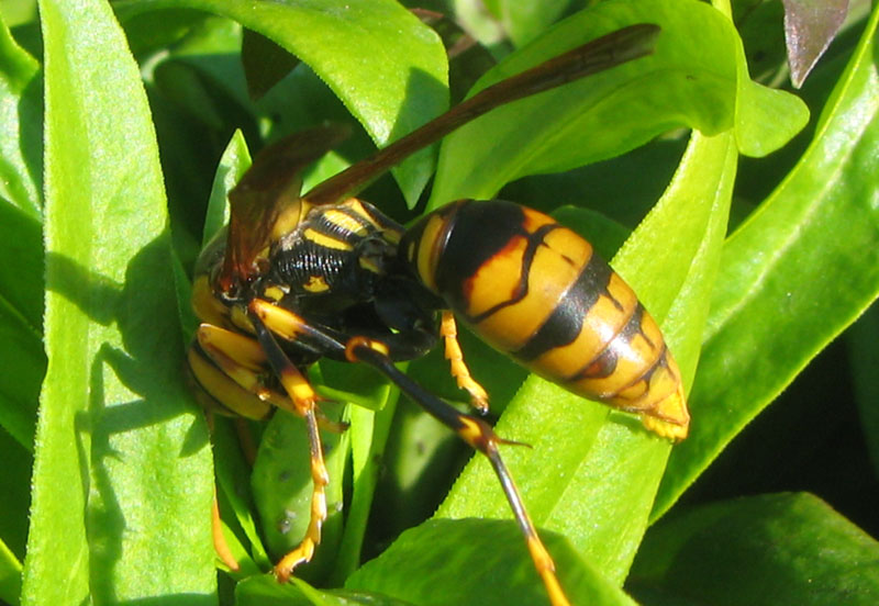ヤマトアシナガバチ
