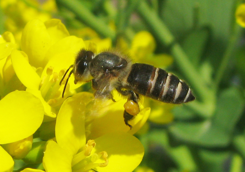 ニホンミツバチ