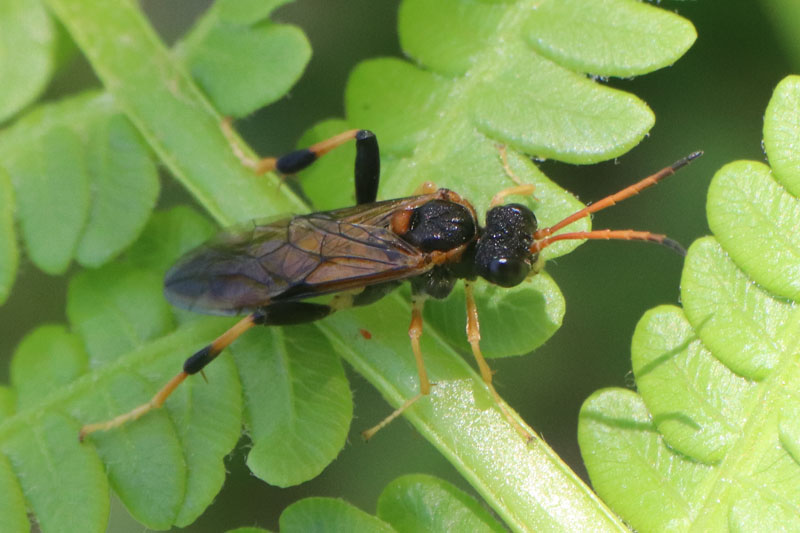 Parasites in Social Insects | Princeton University Press