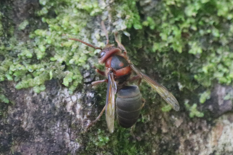 即決 昆虫学、Incect 1973年『WASPS スズメバチ』ハチ目、膜翅目