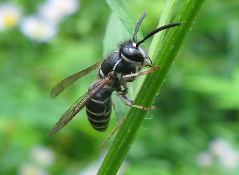 即決 昆虫学、Incect 1973年『WASPS スズメバチ』ハチ目、膜翅目