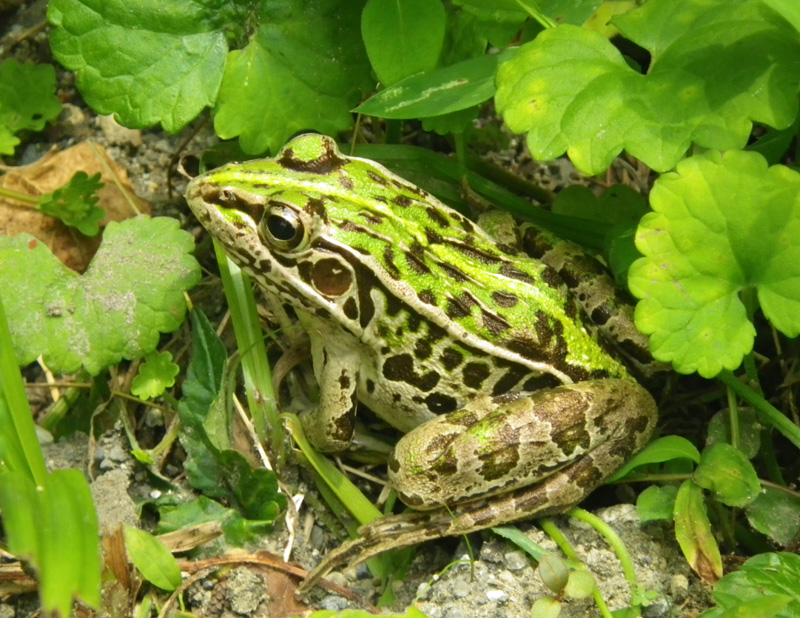 トノサマガエル