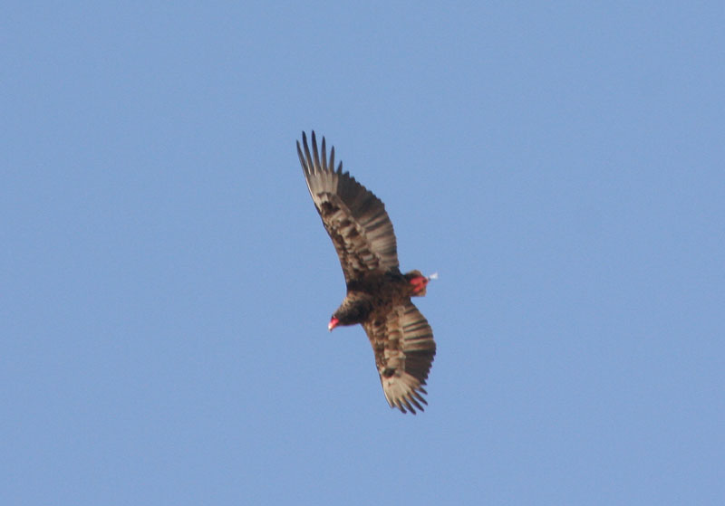 コシジロウタオオタカ