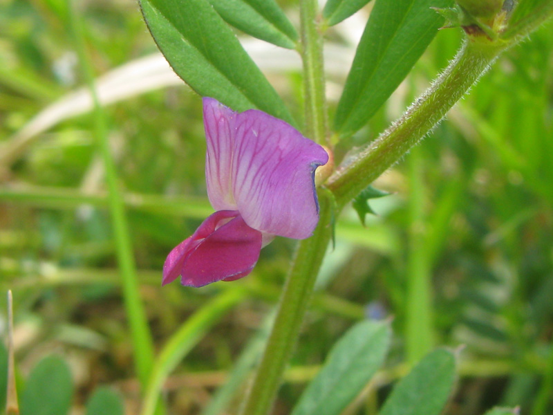 植物図鑑 カラスノエンドウ