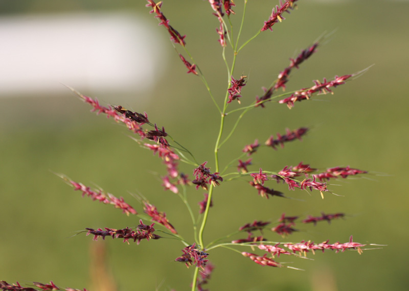 セイバンモロコシ