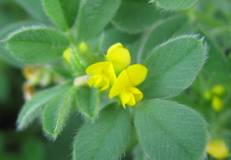 コメツブウマゴヤシ