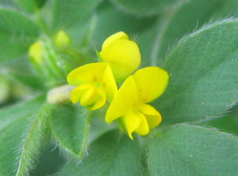 コメツブウマゴヤシ