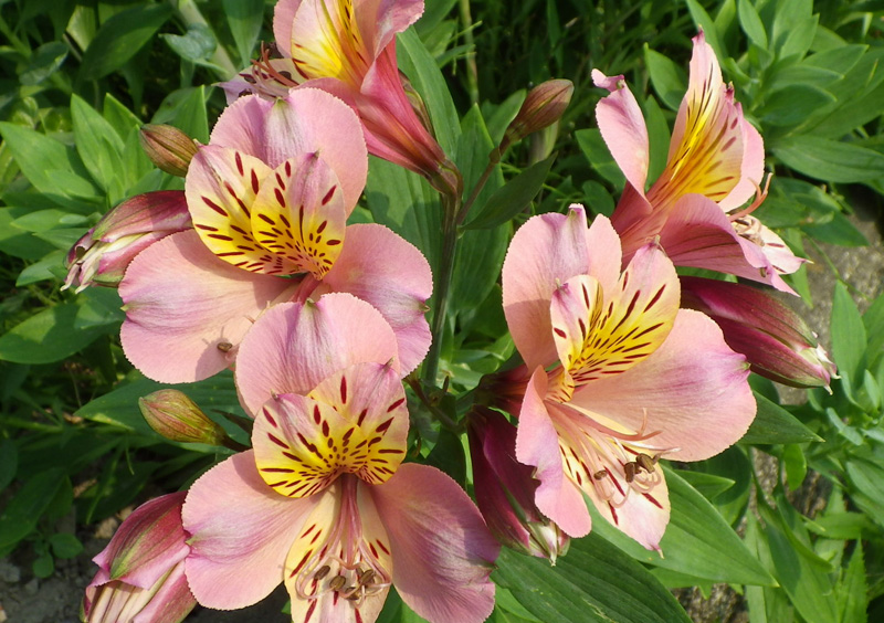 アルストロメリア