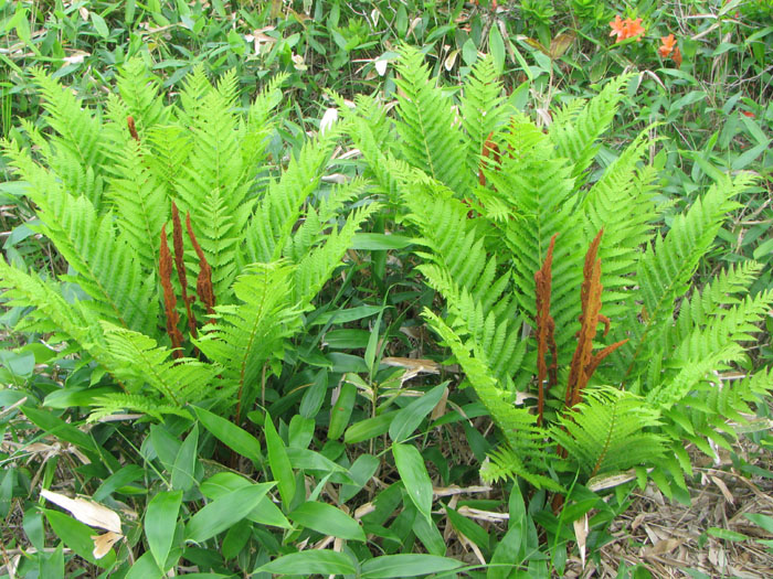 シダ植物 ヤマドリゼンマイ