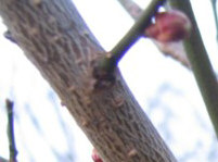 ڂ