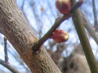 ڂ