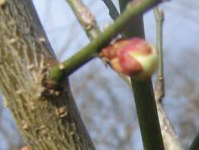 ڂ