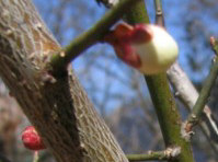 ڂ