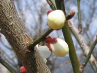 ڂ