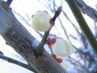 ڂ