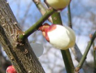 ڂ