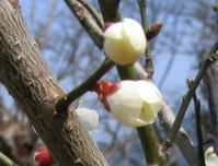 ڂ